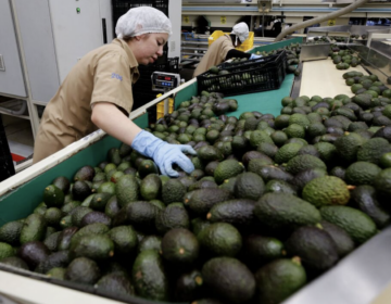 Two workers in a factory are sorting massive amount of avocados