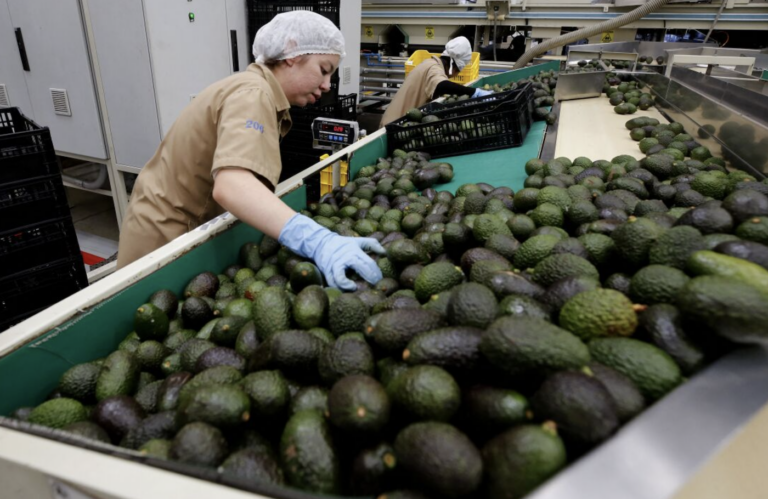 Two workers in a factory are sorting massive amount of avocados