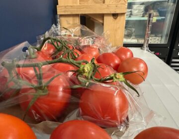 A bunch of tomatoes sitting on the counter