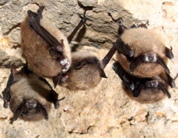 five little brown bats with the fuzzy white patches of fungus hanging upside-down