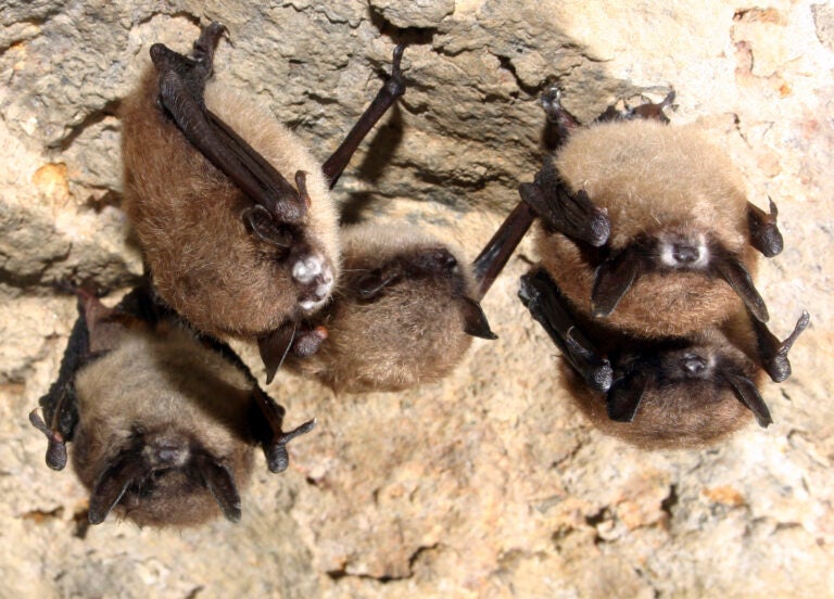 five little brown bats with the fuzzy white patches of fungus hanging upside-down