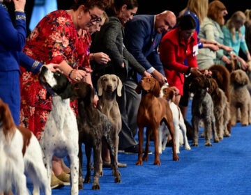 Dogs lined up for the show