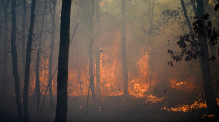 fire burning trees