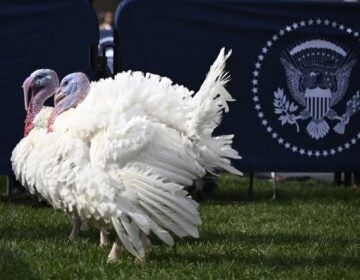 National Thanksgiving turkeys