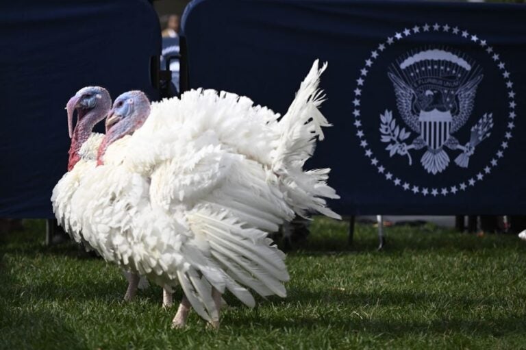 National Thanksgiving turkeys