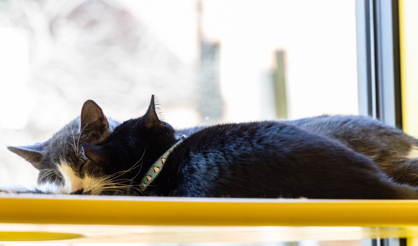 A gray cat and a black kitten sleep next to each other on a window ill at the Get a Gato cat cafe in South Philadelphia