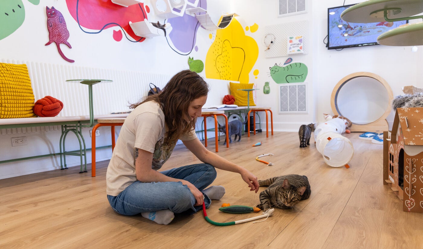 Rachel Alfiero plays with Miracle-Gro the cat at the Get a Gato cafe in South Philadelphia