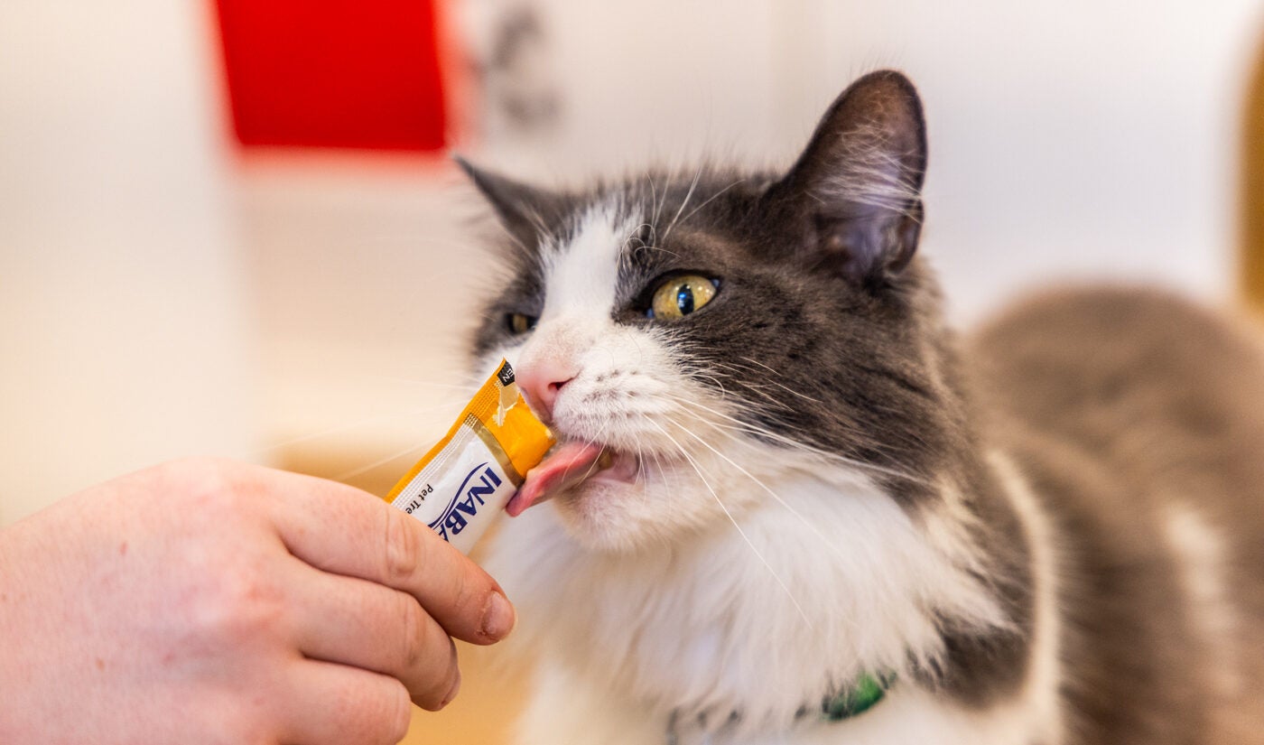 Forrest the cat eats a Churu treat at the Get a Gato cat cafe in South Philadelphia