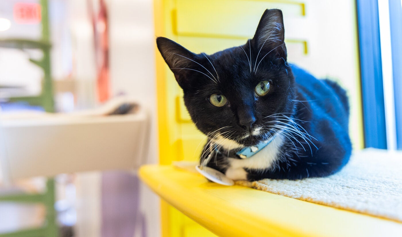 5-month-old kitten Eclipse is seen at the Get a Gato cat cafe in South Philadelphia