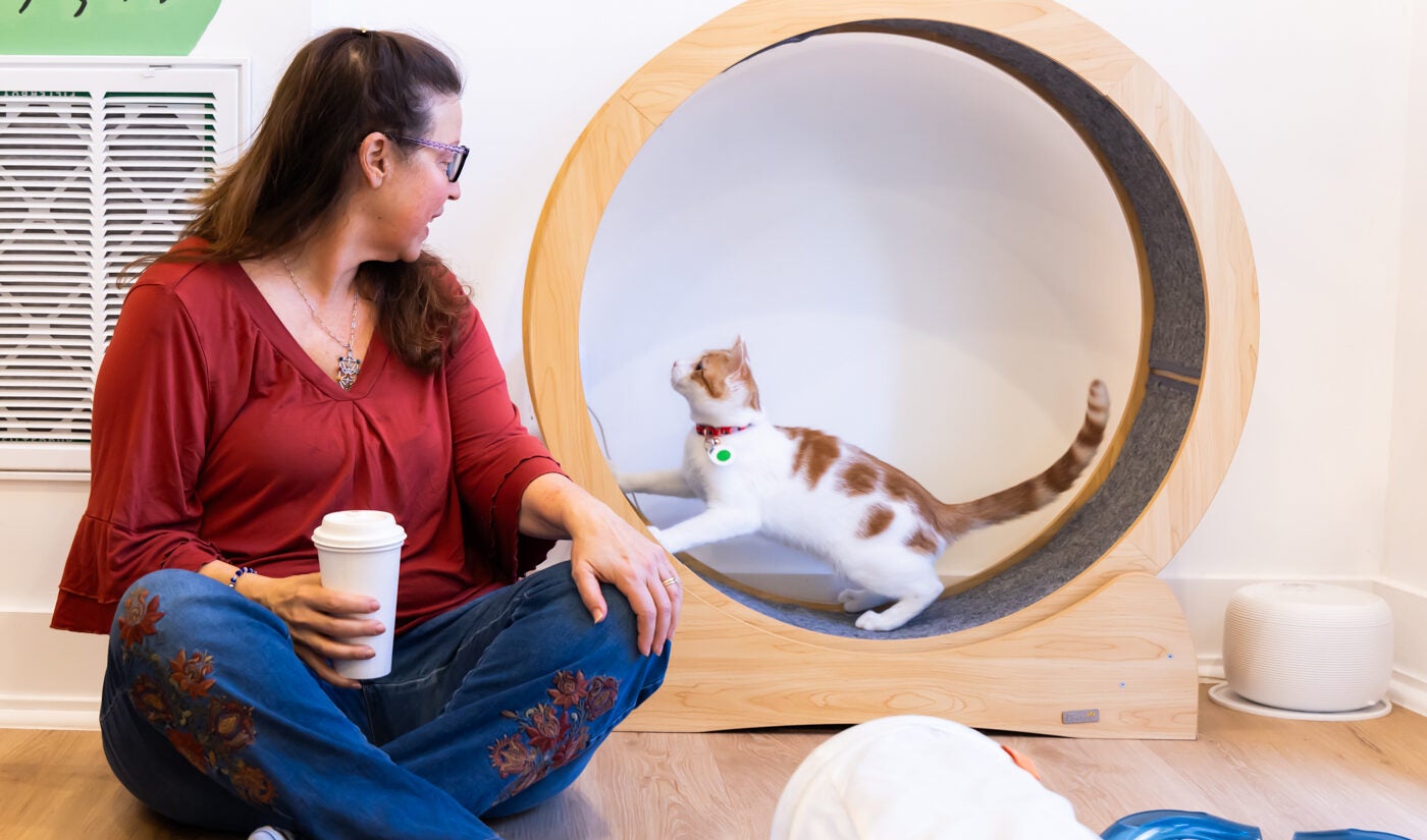 7-month-old cat Teak shows off on the wheel for Gabrielle Kaplan-Mayer at the Get a Gato cat cafe in South Philadelphia