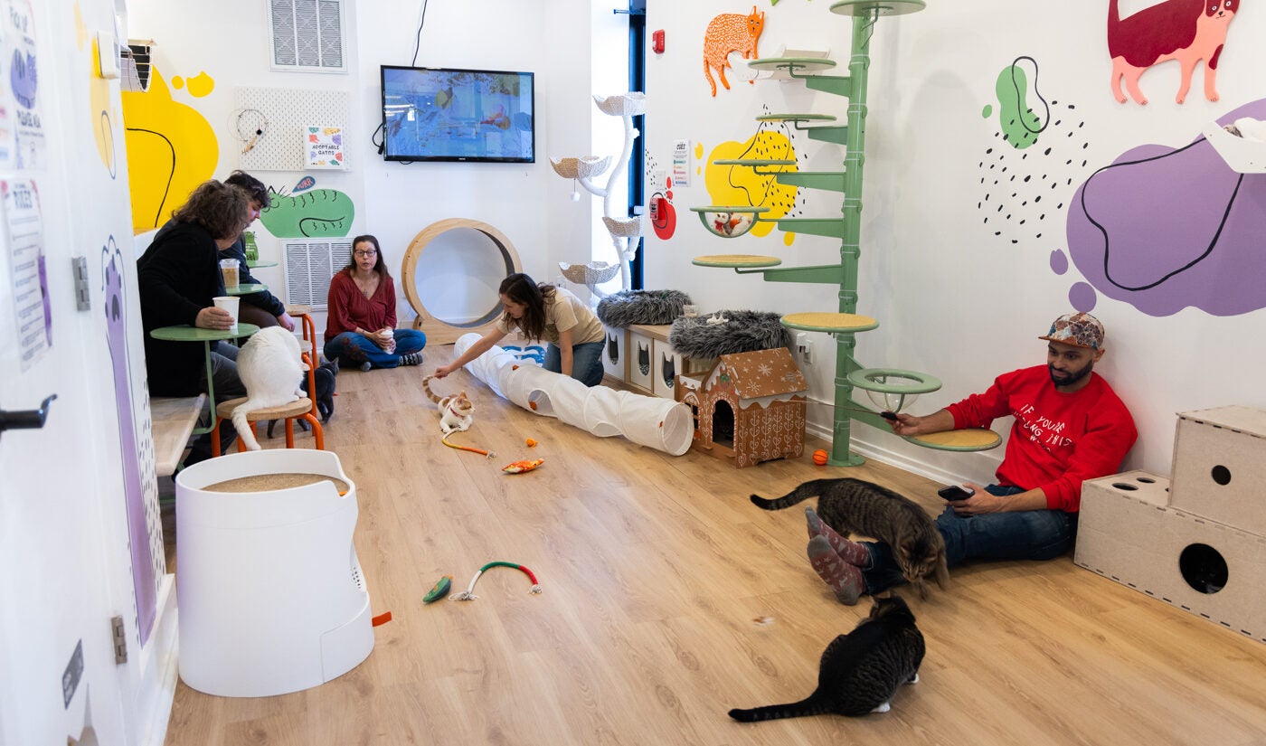 Five visitor are een playing with cats and kittens at the Get a Gato cat cafe in South Philadelphia