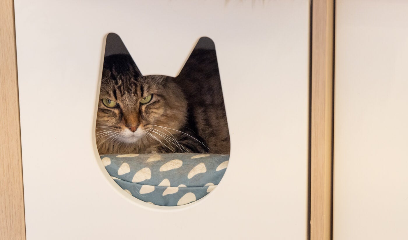 Charlene the cat is seen through a cat-shaped hole at Get a Gato cat cafe in Philadelphia