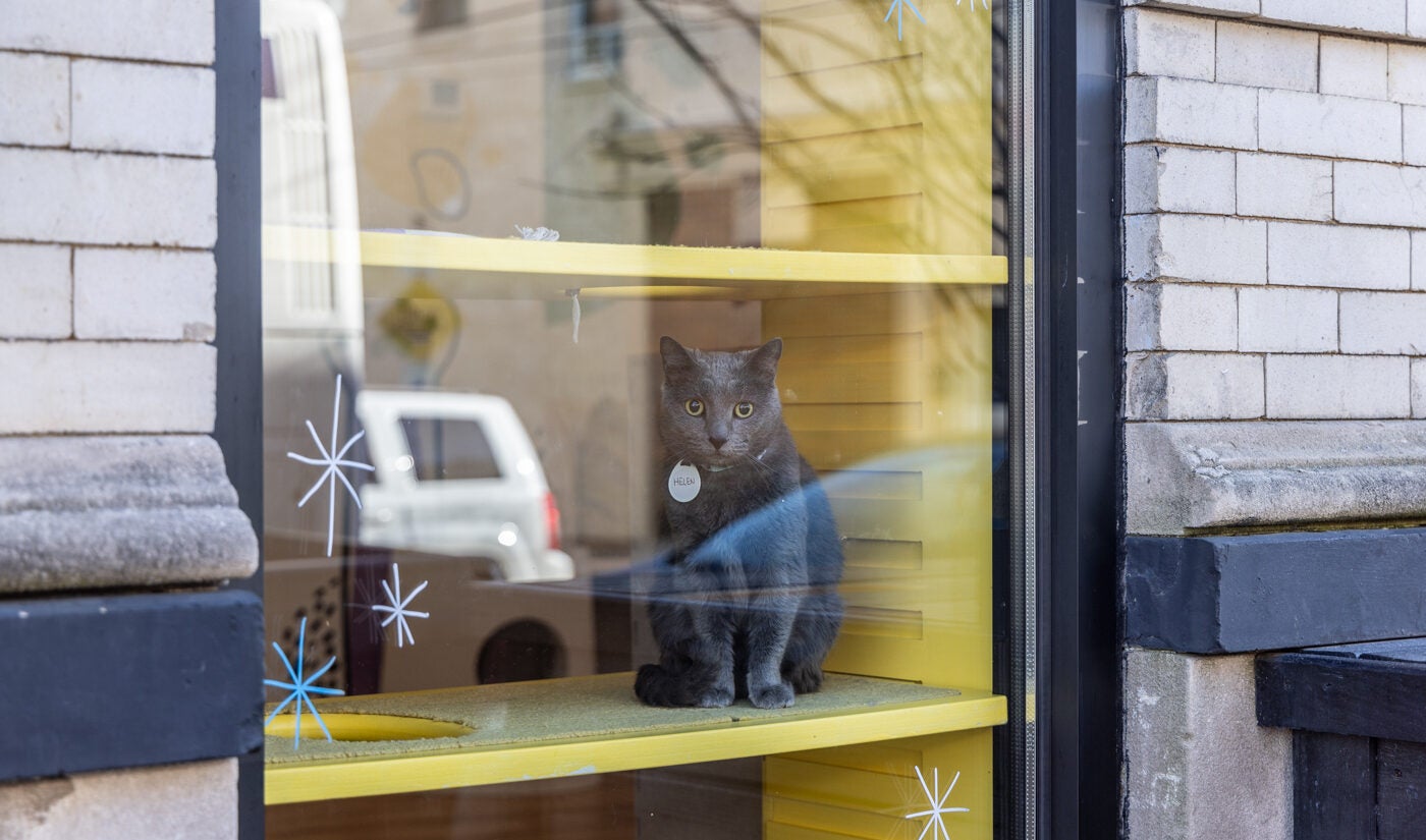 Helen the cat is seen in the window from outside the Get a Gato cat cafe in South Philly