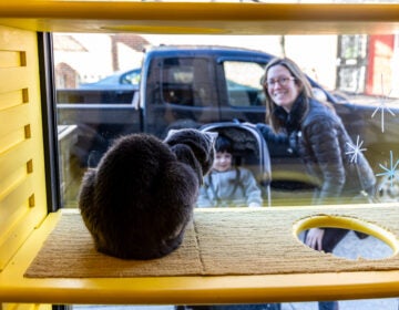 A cat is seen inside Philly's Get a Gato cat cafe, while a woman and a young child peek in from the outside