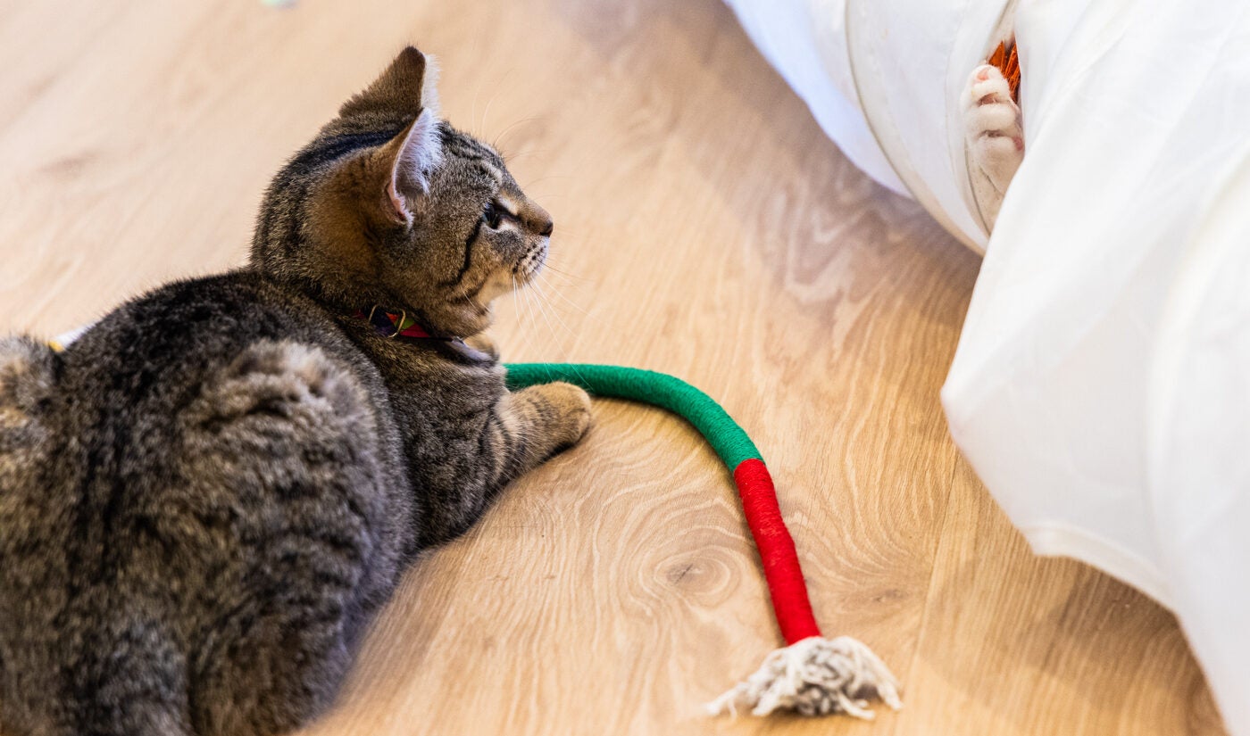 5-month-old kitten Moonbeam watches as Teak explores the cat tunnel at the Get a Gato cat cafe