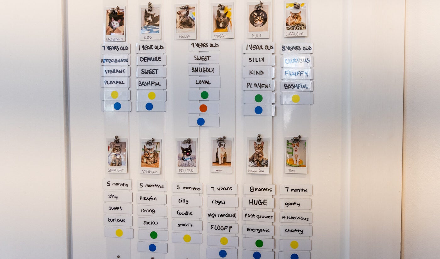 At the Get a Gato cat cafe in South Philly. a board breaks down felines' personality traits and adoption statuses.