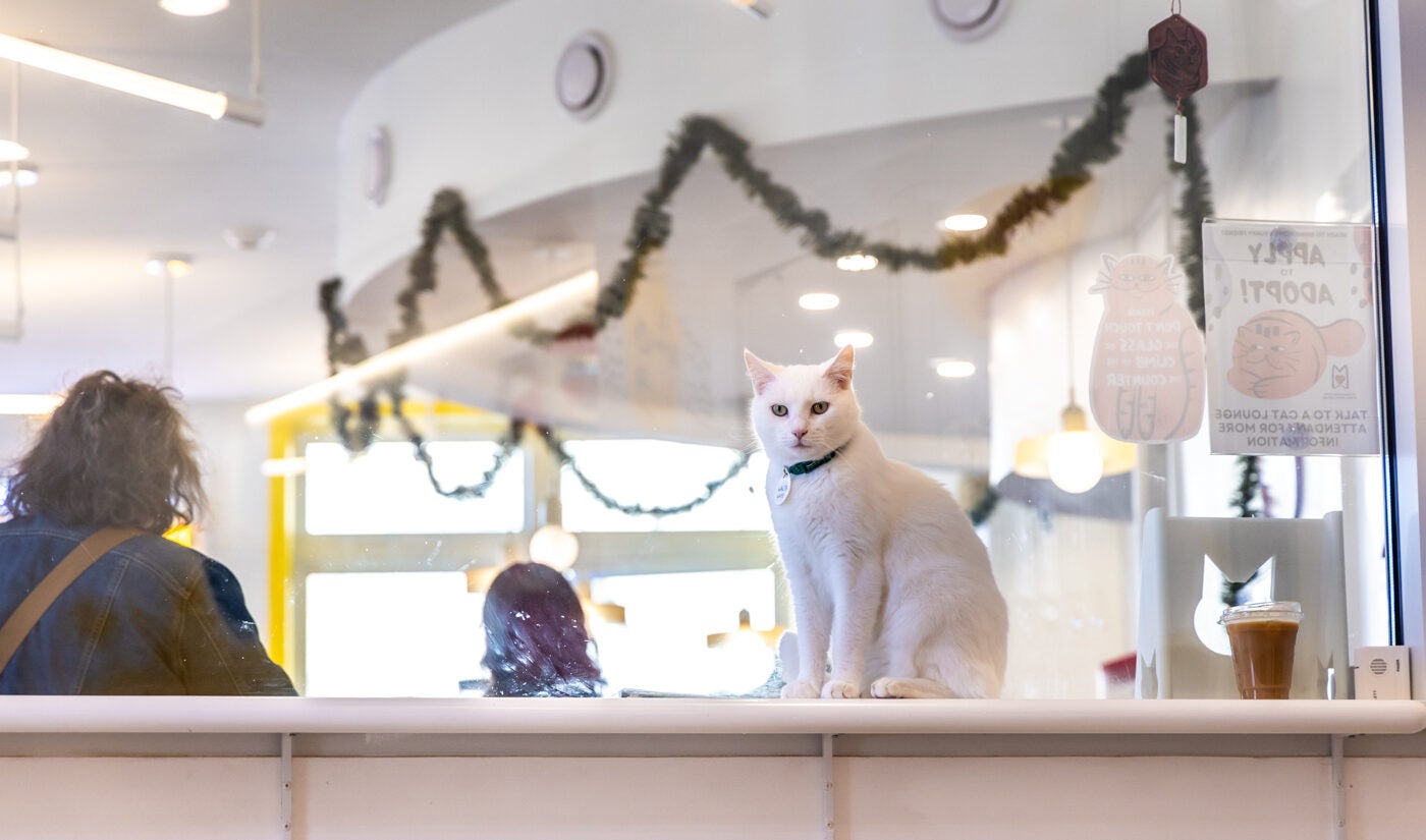 7-year-old Walter White presides over the cat lounge at the Get a Gato cat cafe in South Philly.