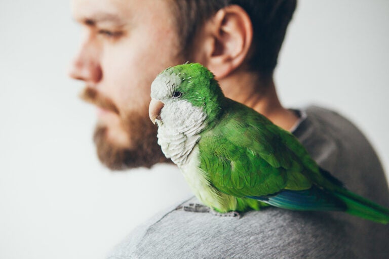 A Quaker parrot, known for its ability to mimic human speech, sits on the shoulder of a young man. (Bigstock/Insonnia)