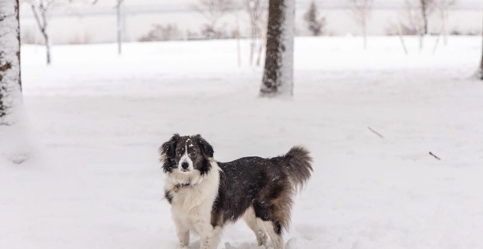 A dog is seen in the snow in Penn Treaty Park