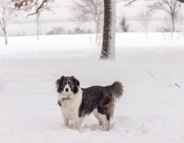 2024-01-19-k-paynter-philly-snow-dogs-penn-treaty-4.webp A dog is seen in the snow in Penn Treaty Park