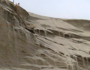 Sand cascades down the badly eroded face of a dune in North Wildwood, N.J. on Feb. 24, 2023. (AP Photo/Wayne Parry, FILE)