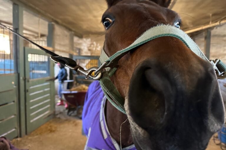 a horse up-close