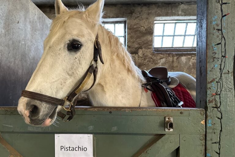 Pistachio the horse