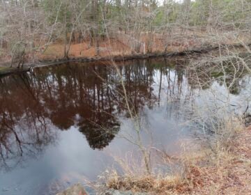 Trees reflected in Toms River