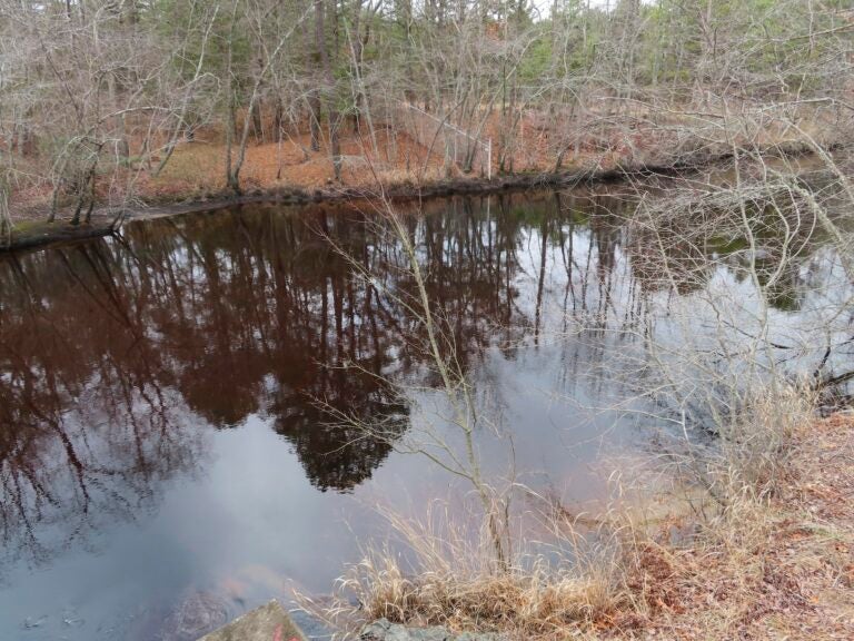 Trees reflected in Toms River