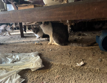 Cats in a filthy home