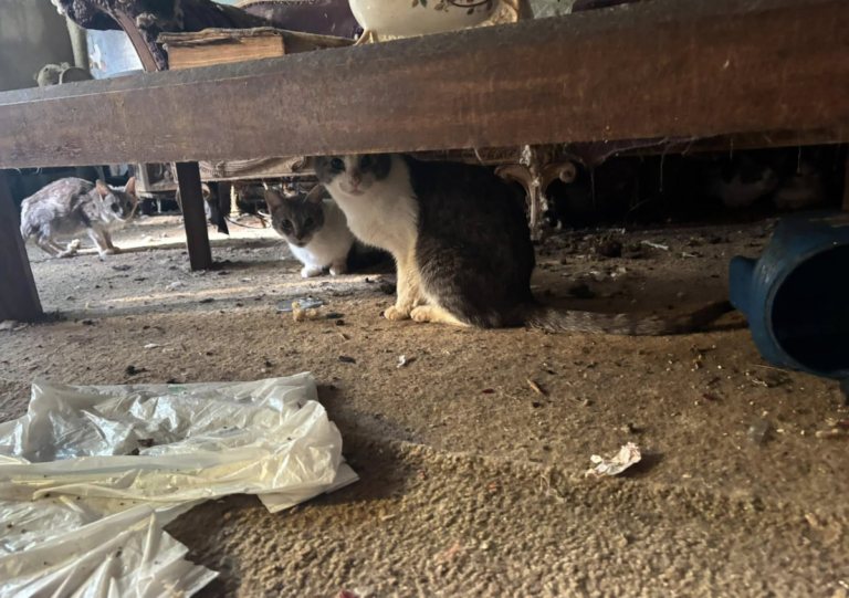 Cats in a filthy home