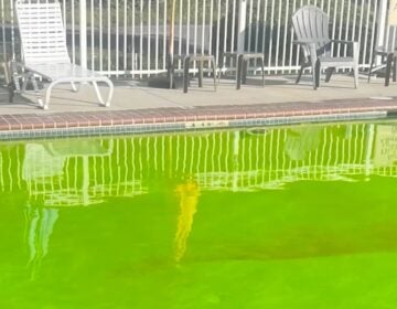 a pool dyed green