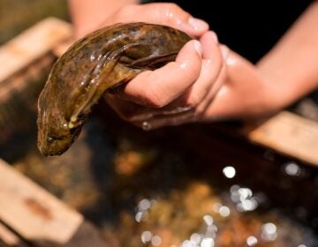 a person holds an eastern hellbender