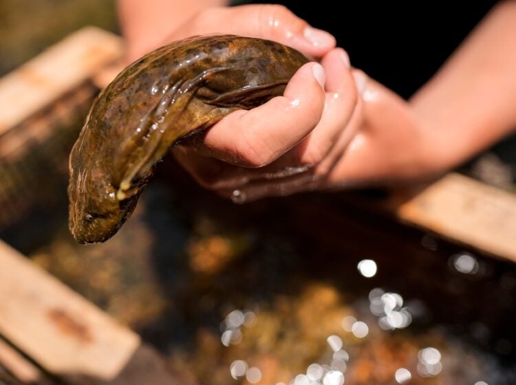 a person holds an eastern hellbender