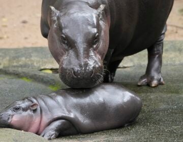 Two-month-old baby hippo Moo Deng and her mother Jona are seen at the Khao Kheow Open Zoo