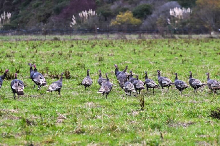 Turkeys at a farm