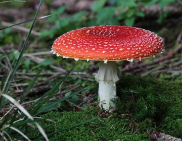 Federal regulators have cracked down on mushroom edibles containing Amanita muscaria — also known as fly agaric — after mounting safety concerns. (Karl-Josef Hildenbrand/DPA/AFP via Getty Images)