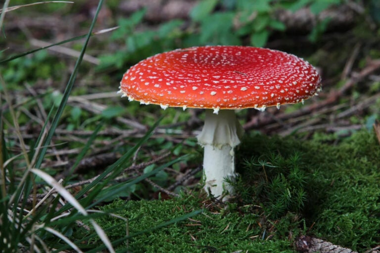 Federal regulators have cracked down on mushroom edibles containing Amanita muscaria — also known as fly agaric — after mounting safety concerns. (Karl-Josef Hildenbrand/DPA/AFP via Getty Images)