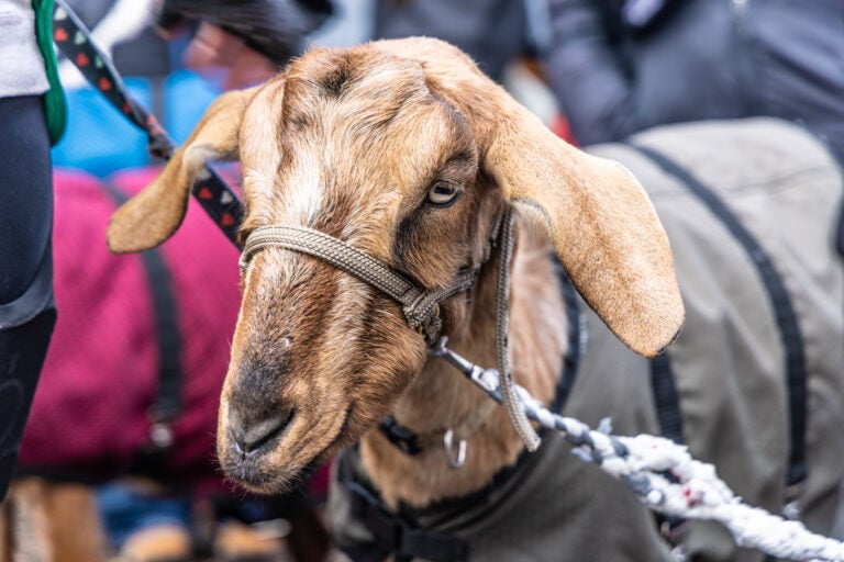 A goat as part of The Philly Goat Project