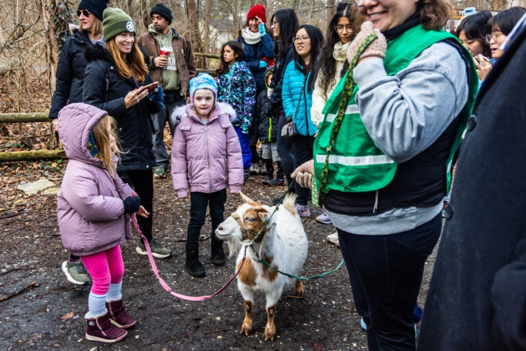 Participants in New Year’s Day goat walk