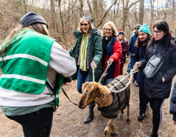 The Philly Goat Project rang in the New Year in Philadelphia with a goat walk of wellness walk through the Wissahickon via Forbidden Drive. (Kimberly Paynter/WHYY)