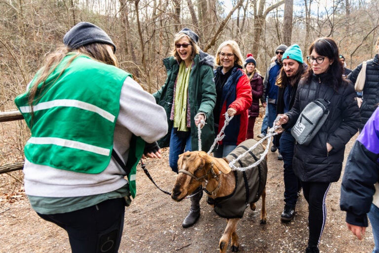 Philly Goat Project rings in the new year