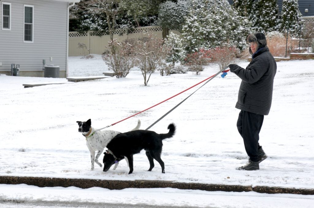 Dogs enjoy a walk in the snow in Moorestown, N.J.