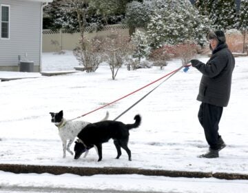2025 01 06-e lee- moorestown nj-snow day dogs Dogs enjoy a walk in the snow in Moorestown, N.J.