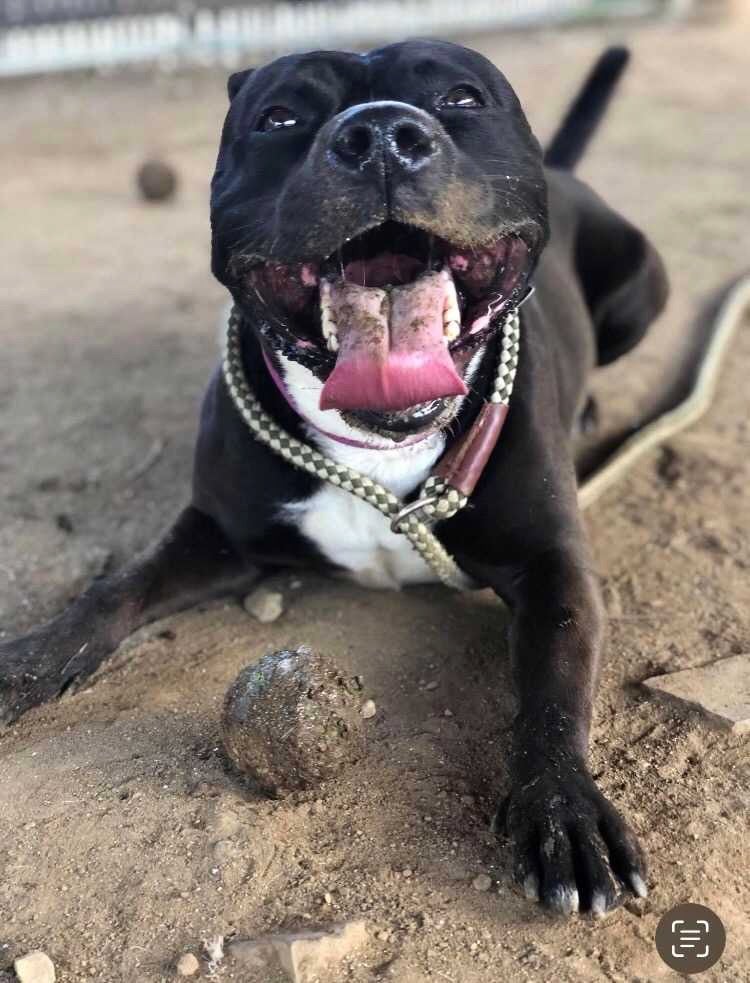 A photo of a black dog with its tongue out