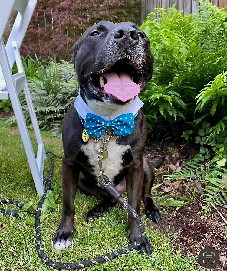 A photo of a black dog with its tongue out