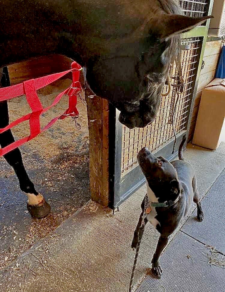 A horse and a dog looking at each other