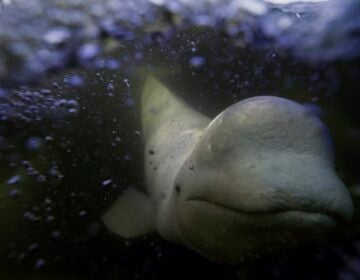 A beluga whale swims behind a boat through the Churchill River, Monday, Aug. 5, 2024, near Churchill, Manitoba. (AP Photo/Joshua A. Bickel)