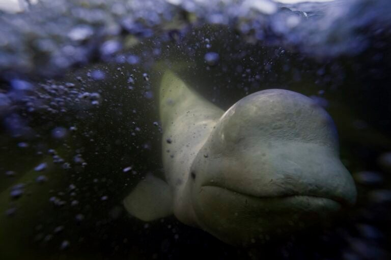 A beluga whale swims behind a boat through the Churchill River, Monday, Aug. 5, 2024, near Churchill, Manitoba. (AP Photo/Joshua A. Bickel)