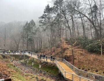 A pedestrian bridge in the woods